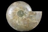 Cut & Polished Ammonite Fossil (Half) - Crystal Filled #184255-1